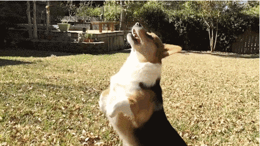 Watching These 35 Adorable Corgis Will Brighten Up Your Day