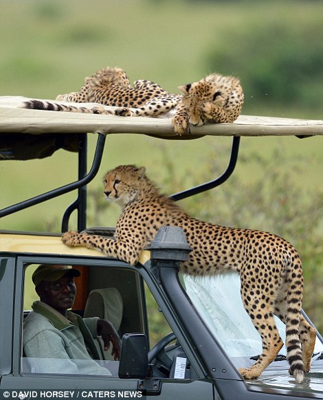 A family of cheetah's perched atop a Land Rover in Kenya's Masai Mara.