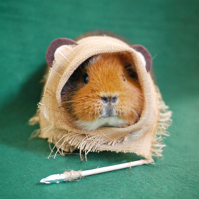 cute-hamster-costumes-fuzzberta-instagram-8