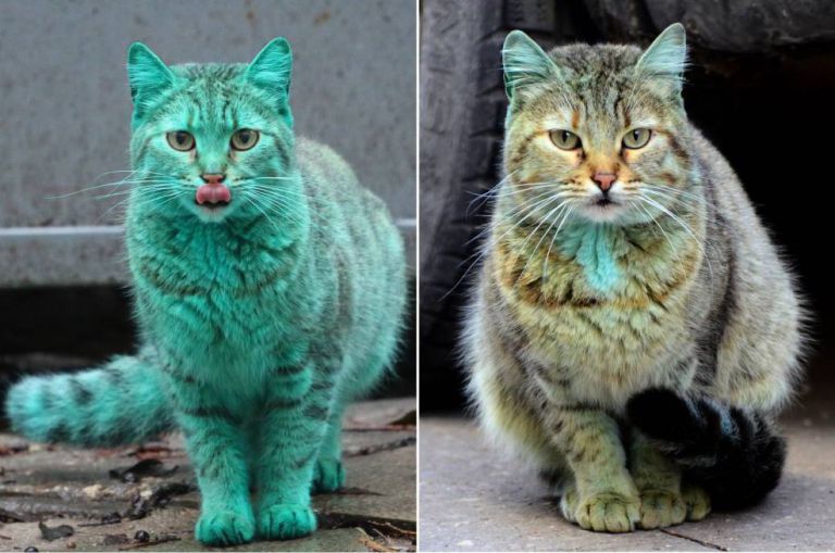 Mandatory Credit: Photo by REX (4366457a)  Combo photo showing the green cat before and after it was washed  Green cat is washed by animal rescue team, Varna, Bulgaria - 08 Jan 2015  Not feline quite so green! The green cat that caused a stir online after being spotted in the Bulgarian city of Varna is not feeling quite so green anymore. For the famous puss has been given a wash by an animal rescue team allowing its natural fur colour to be seen for the first time. However, remnants of its former self can be seen thanks to a few green patches that remain, namely on its ears and chest. When images of the cat first emerged they were greeted by outrage, with people believing that it had deliberately been painted. However, it turns out that the animal has its unusual sleeping location to thank for its colouring. The cat spends its nights in an old garage where it snoozes on some old green paint left there are construction work. Licking its body then ensured that the whole of its body got covered and turned it a lurid shade of green.