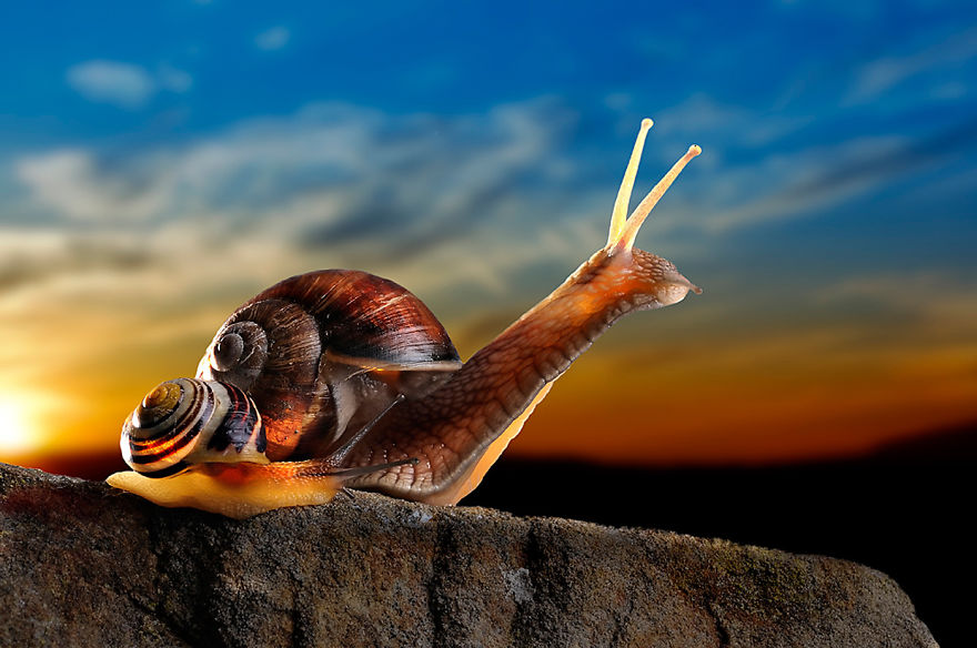 Snails At Sunset