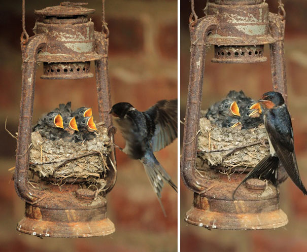 Swallow Nest In Old Lamp