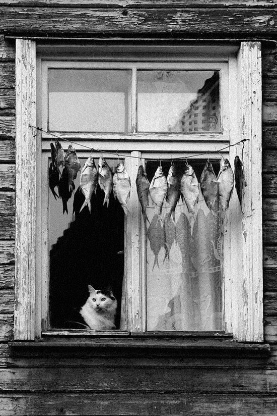 Temptation: to do it or not to do it? Who would know? I mean, after all, I am a cat. They knew that when they hung fish in my window. Is it wrong to be a cat? And, I'm just weak around fish. How can I be. Expected to stay strong. Maybe just a little taste and then no more.
