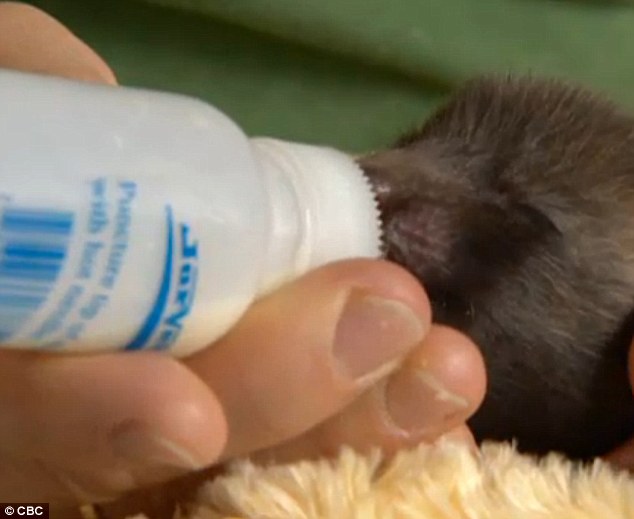 The cute critter has not yet been named and is being fed by a bottle every three hours