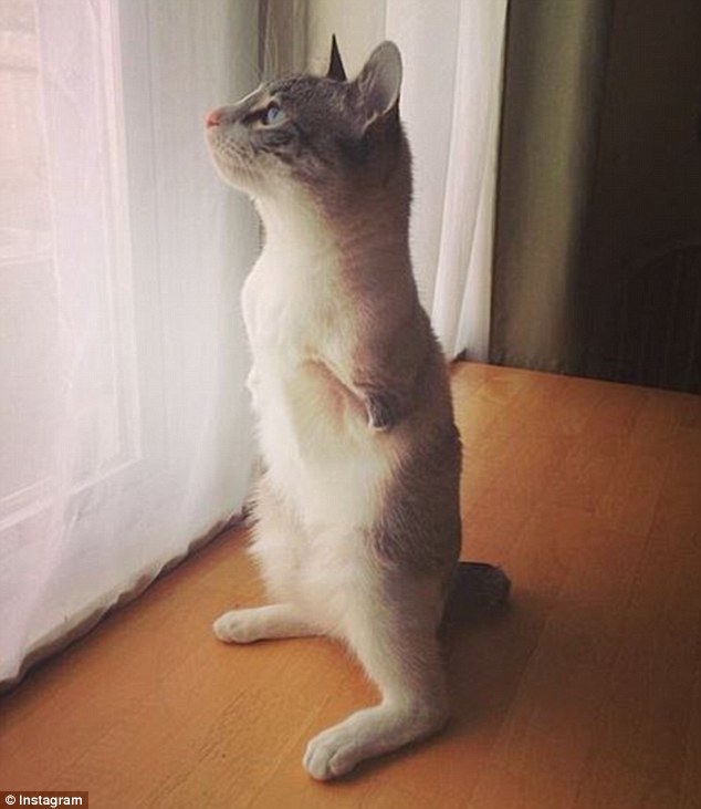 Standing tall: Two-legged kitten Lil’ Bunny Sue Roux Hendrickson Deak Akey, known as Roux, has amassed an impressive following on Instagram, gaining nearly 50,000 followers in just one month
