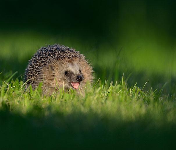 smiling hedgehog
