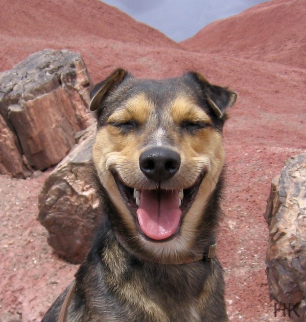 This dog whose smile makes everyone smile.