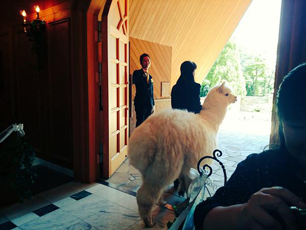 wedding-alpaca-witness-Epinard-Nasu-japan-3