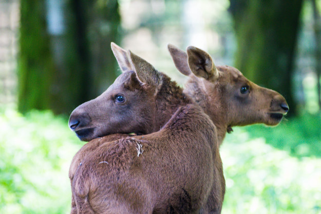 Two baby moose posing to look like the cutest two-headed baby moose ever.