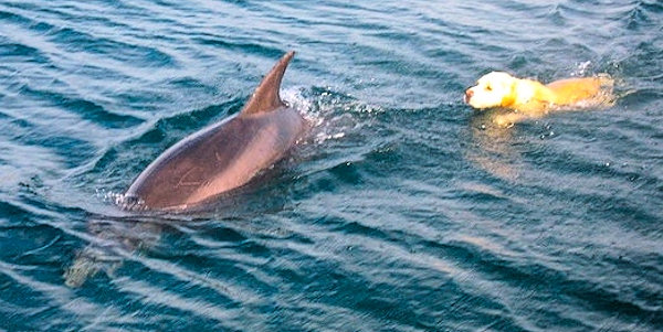 Dog and Dolphin Swimming Tory Island