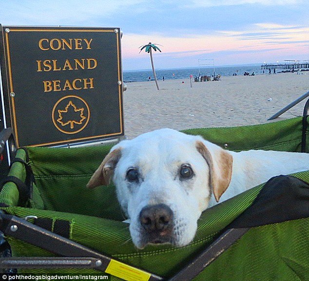 Closer to home: Although Mr Rodriguez has since brought Poh home to live out his final days or weeks, he is still trying to make the most of their last moments together. Above, the dog is seen at Coney Island Beach 