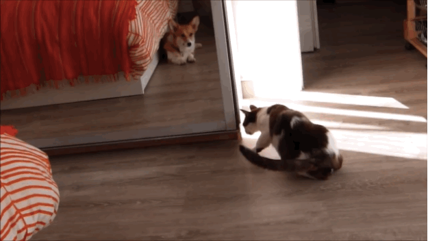 This Cat Understands What It's Like To Be An Introvert