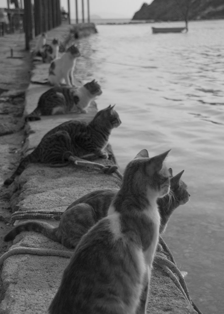 Cats Waiting for Fishermen to Return  <a href=