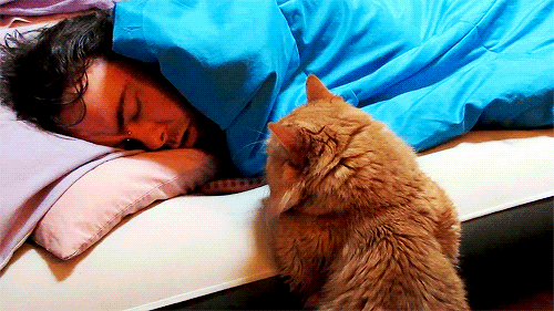 11 Reasons Cats Make The Best Alarm Clocks