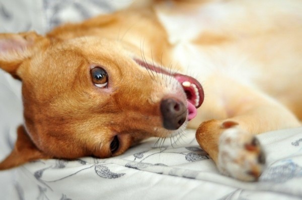 Belly Rub