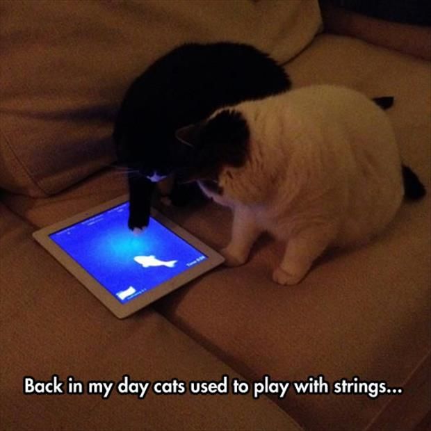 My kitties play this game too! It's the Friskies fishing game... So funny to watch them play :-D