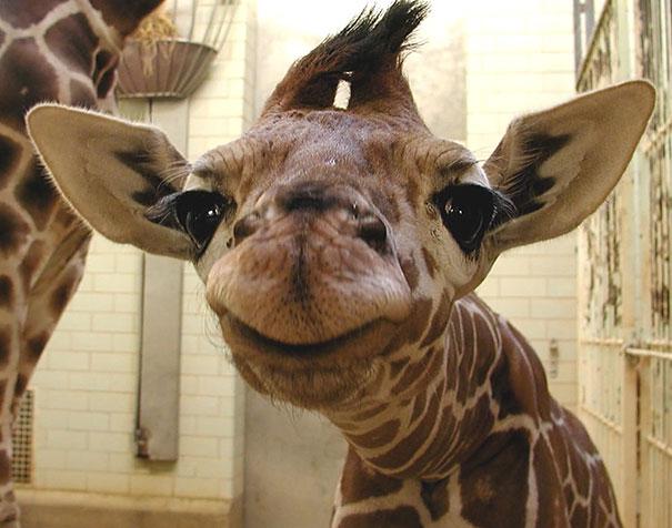 smiling giraffe