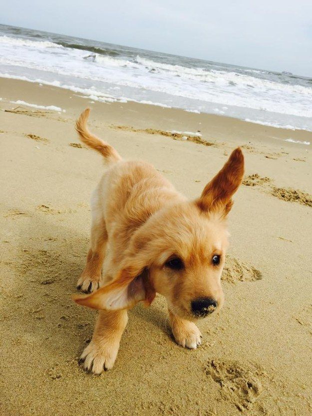 And finally, when this dweeb just did not know how to handle the wind at all. | 23 Times Golden Retriever Puppies Were Huge Dweebs: 