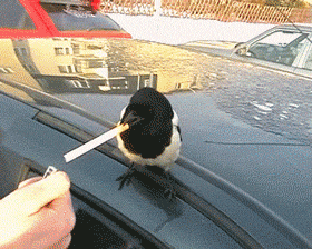 33 Animals You&#39;re Definitely Not The Boss Of