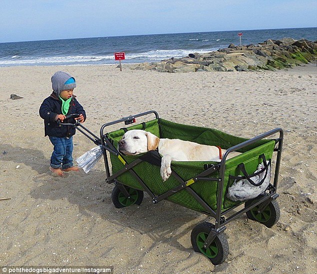 Sleepy: Poh is pushed on the New York beach  by Mr Rodriguez's young cousin, Lucas, after returning home