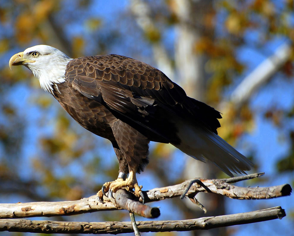 Autumn bald eagle