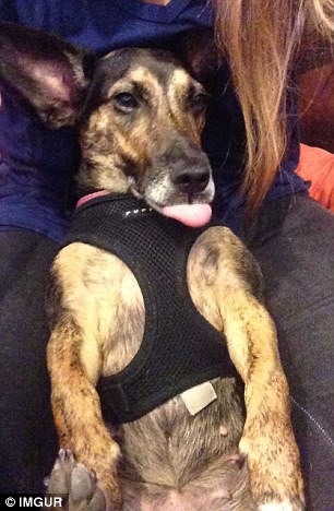 A resting dog performs a blep