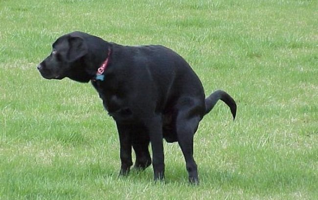 dog pooping 7