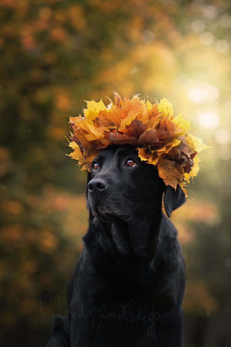 Flower dog: 