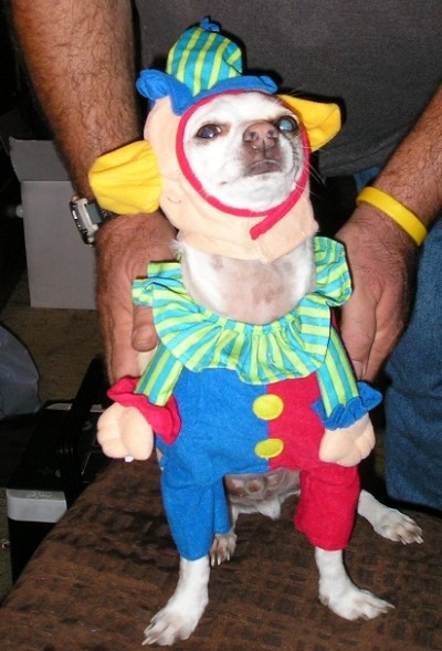 clown_dog