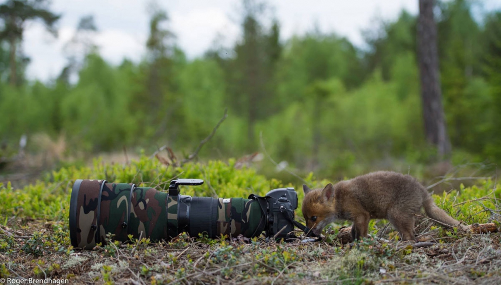 Животный мир Скандинавии животные, скандинавия, фотограф