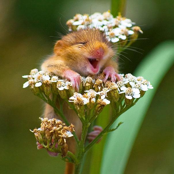smiling rodent