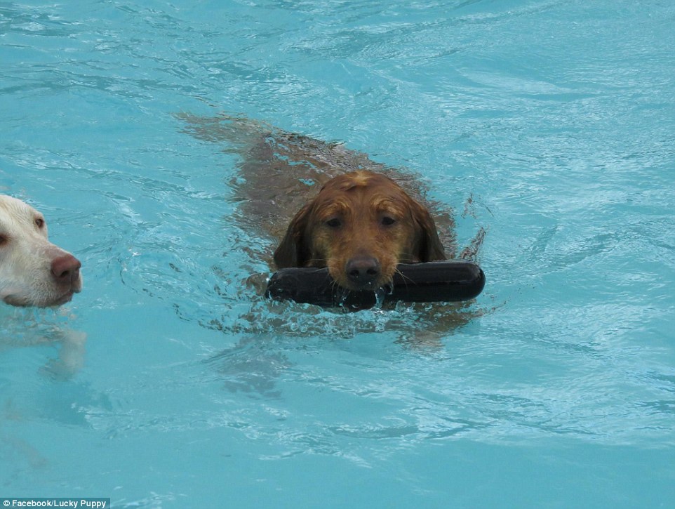 Floater: The doggy daycare center in Michigan shared the adorable video of tens of paddling pooches enjoying a refreshing dip