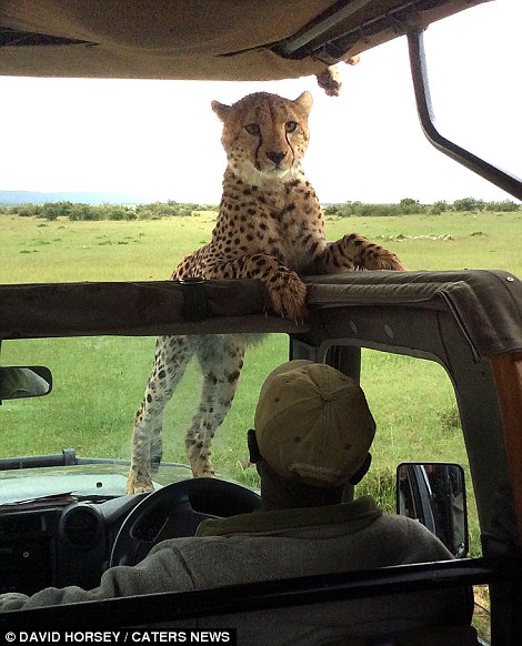 However, one particularly curious cheetah decided to jump inside the safari vehicle.