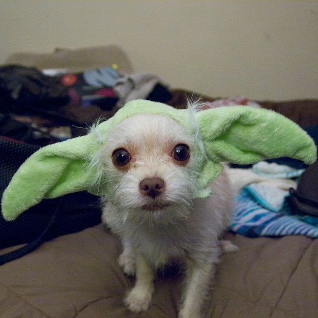This Yoda who wants to share some snuggling wisdom with you.