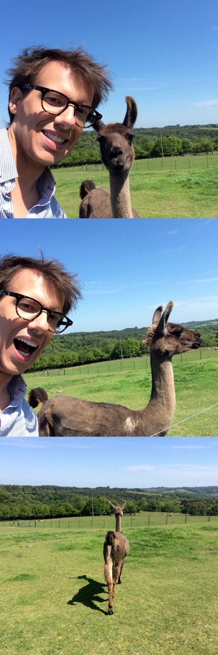 This llama was not so impressed.