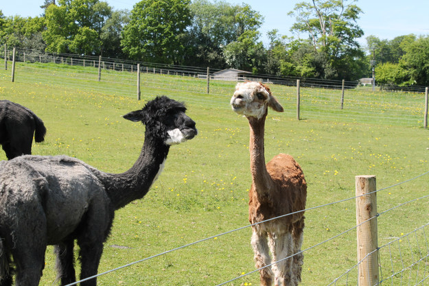 These alpacas were very happy getting on with important alpaca-business.