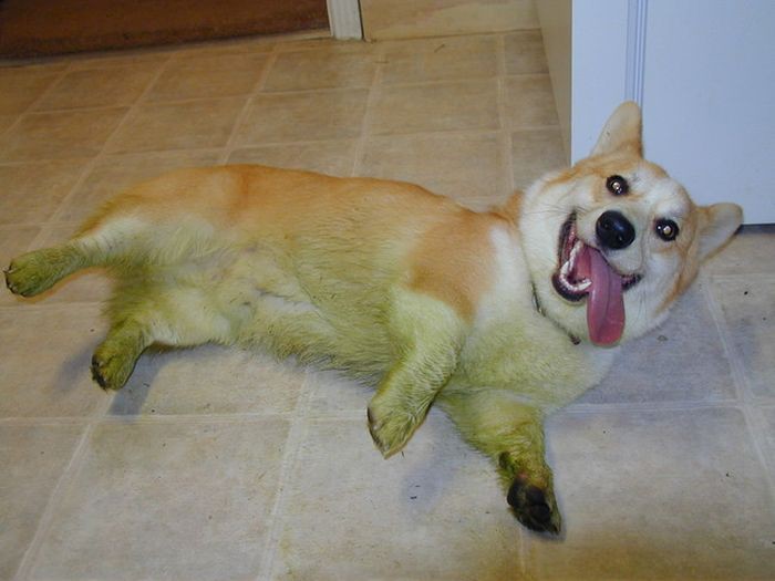 24 собаки, которые обожают валятся на свежескошенной траве животные, собака, трава