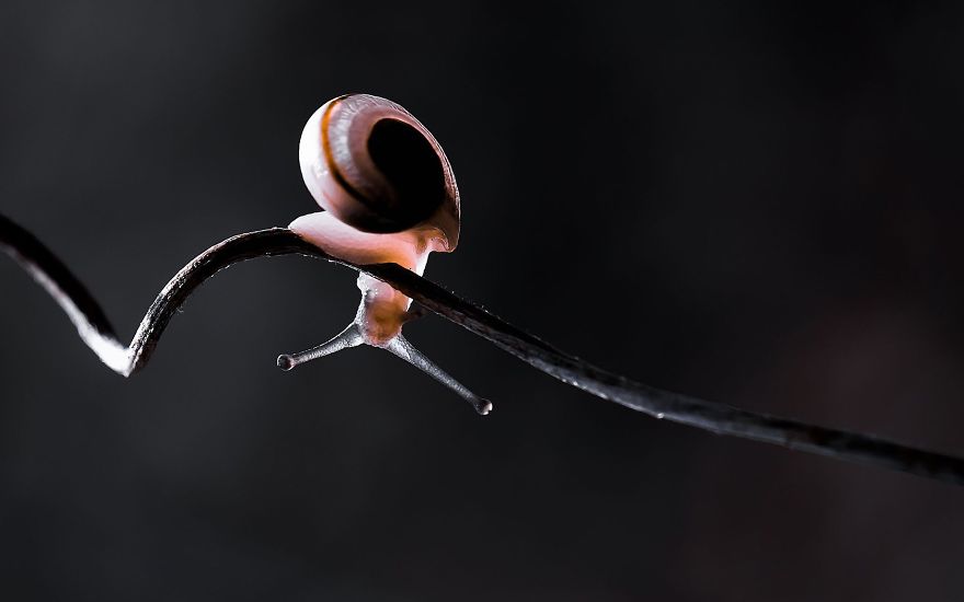 Playful Snail