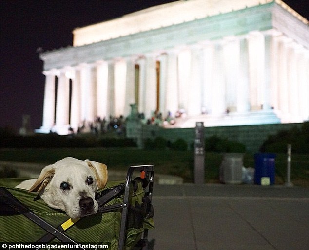 Mr Rodriguez purchased a green 'buggy' to push Poh around in when the dog struggled to walk or got tired. Above, Poh continues to explore the sights in D.C. during his trip, which was documented on Instagram
