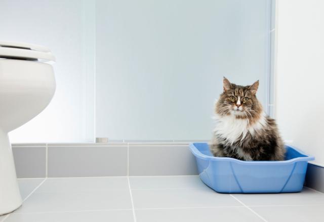 Photo of Cat Using Litter Box - photo © Getty Images