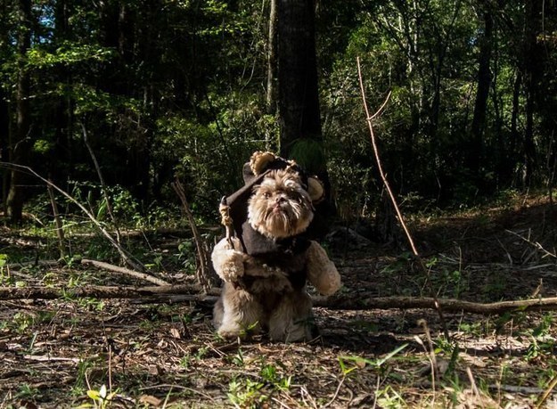 This extra fuzzy Ewok who is guarding the forest on Endor.