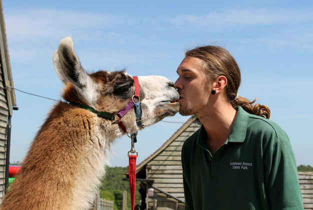 Sorry friends, this dude is strictly into llamas.