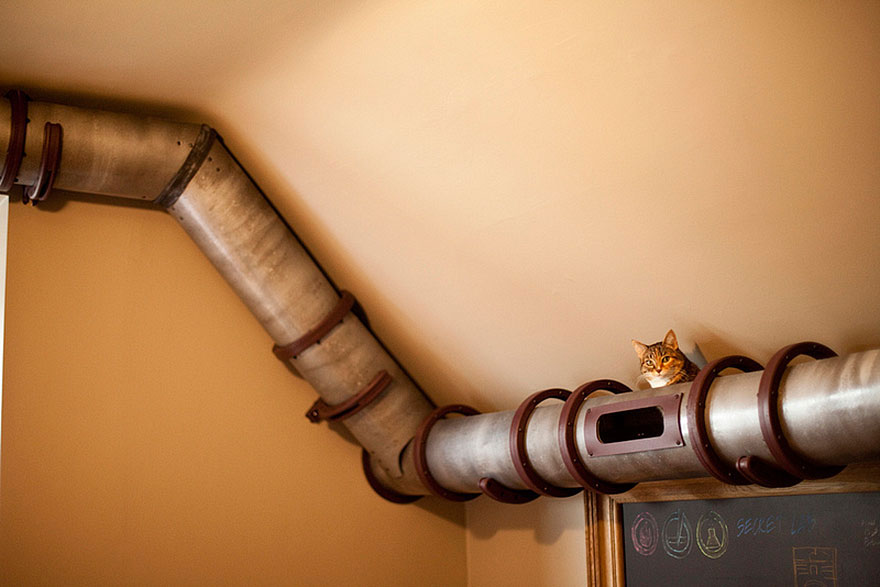 cool-cat-furniture-pipes-ceiling