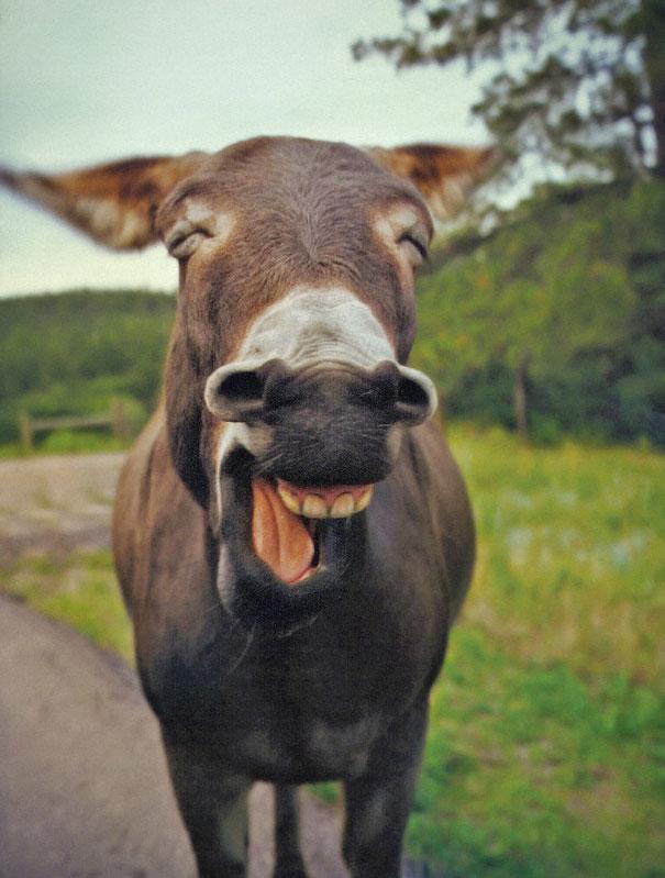 smiling donkey