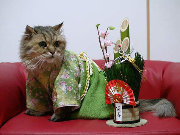 Kimono Cat