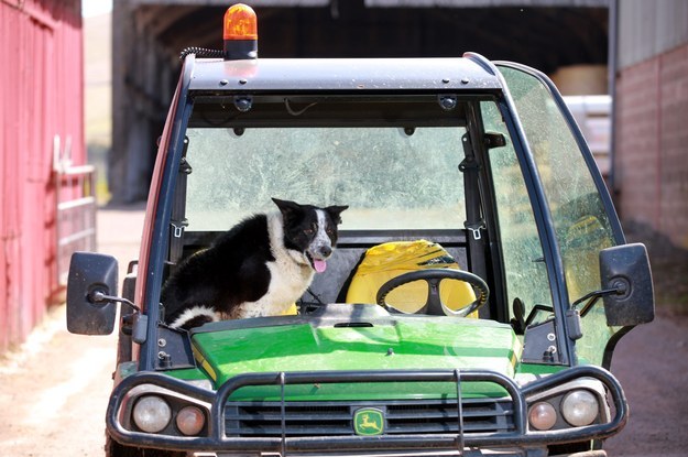 Don the collie lives a happy, bucolic life on a Scotland farm — or so his owner thought. Turns out, Don's got the need for speed.