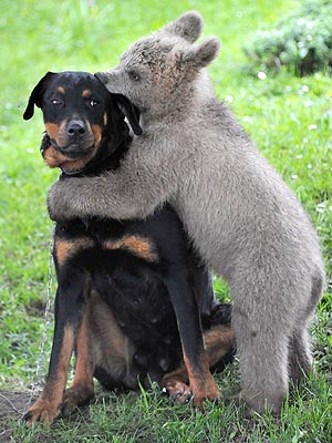 bear