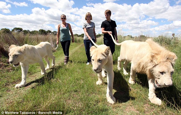 Walking on the wild side: Joanne Mockford, left, and friends take the white lions for a stroll