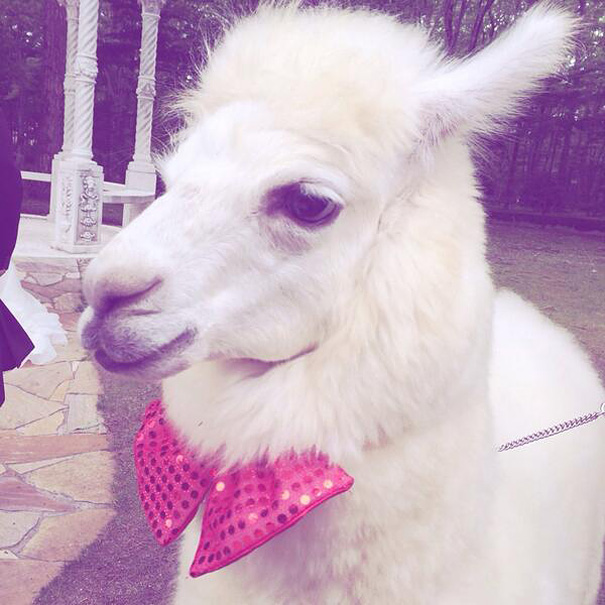 wedding-alpaca-witness-Epinard-Nasu-japan-6