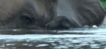 28 Animal GIFs Guaranteed To Make Your Worries Disappear
